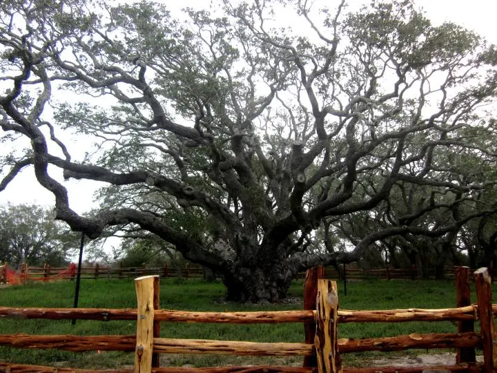 Oldest Live Oak tree in Texas - known as The Big Tree - at Goose Island State Park