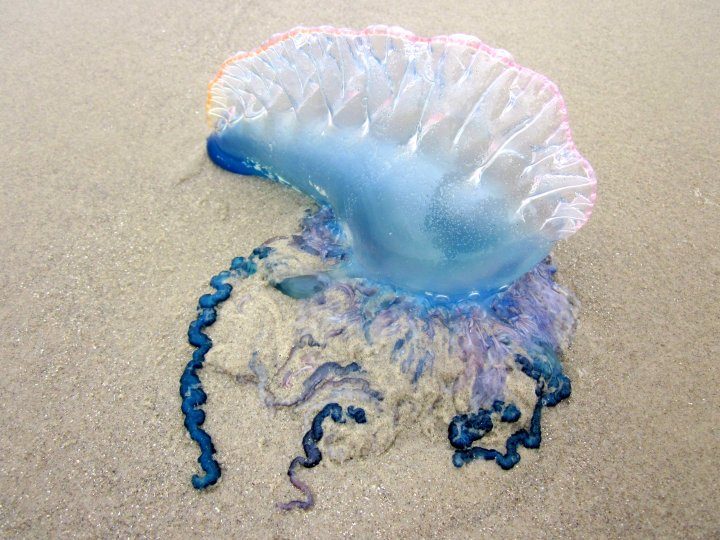 Portuguese Man 'O War with blue tentacles on Texas beach.