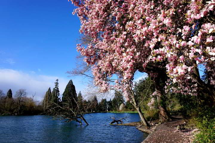 Pink magnolia blooms cover a tree beside Crystal Springs Lake in SE Portland Oregon