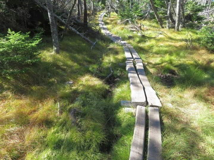 Gaff Point trail through the forest along a timber boardwalk.