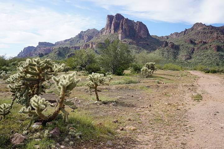 Cholla Cactus alongside trail Arizona