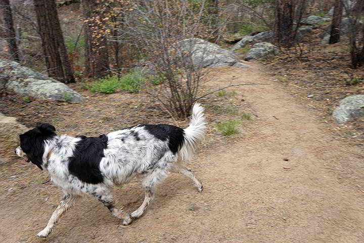 Black and white hiking dog "Eddy" on the Wolf Creek trail