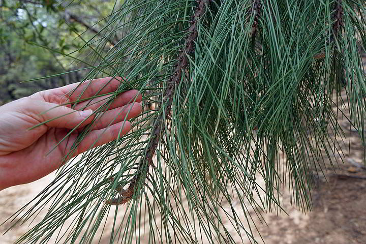 Ponderosa Pine needles are long