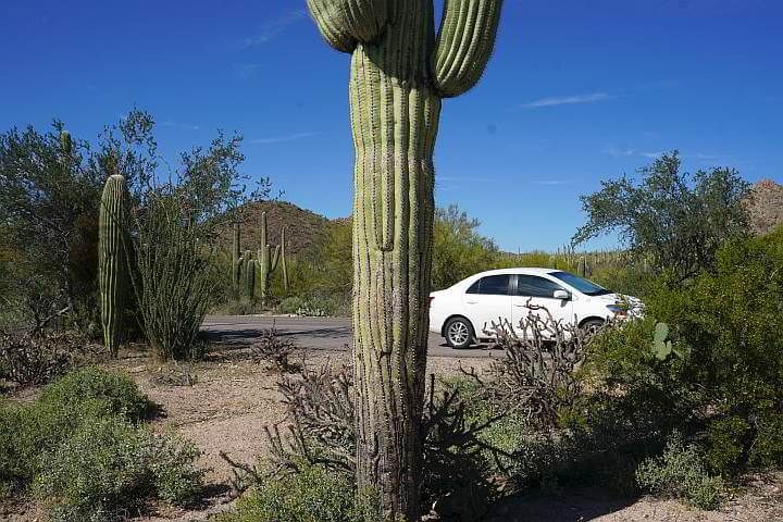 Large saguaro cactus with small car in background