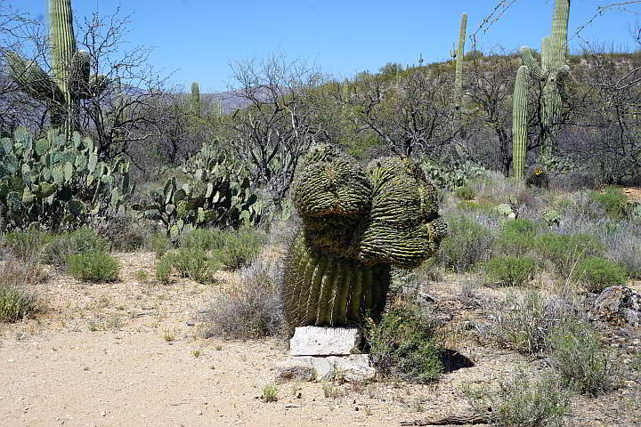 Variety of cacti at Saguaro National Park Arizona