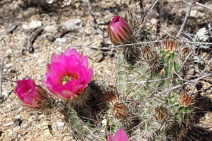 Bright pink hedgehog cacti flower