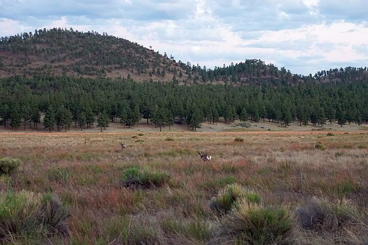 Pronghorn in a field of grass in Arizona