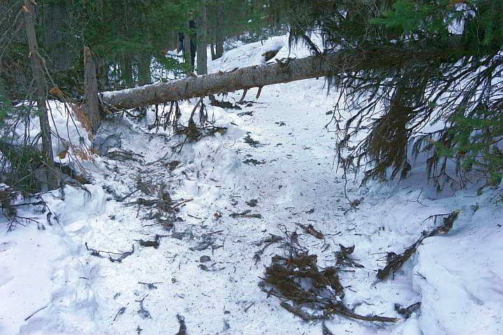 Downed tree on winter hiking trail kananaskis