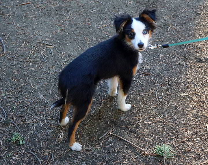 Small black, white, and tan puppy on a leash at hiking trail