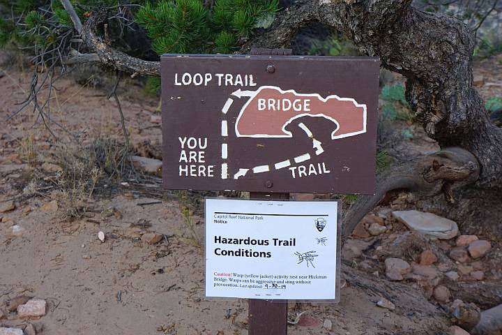 Hickman Bridge trail sign: Loop Trail info with basic map. Also info about yellow jacket wasps in the area