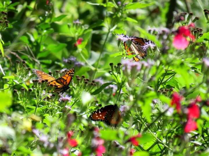 Monarch butterflies on flowers