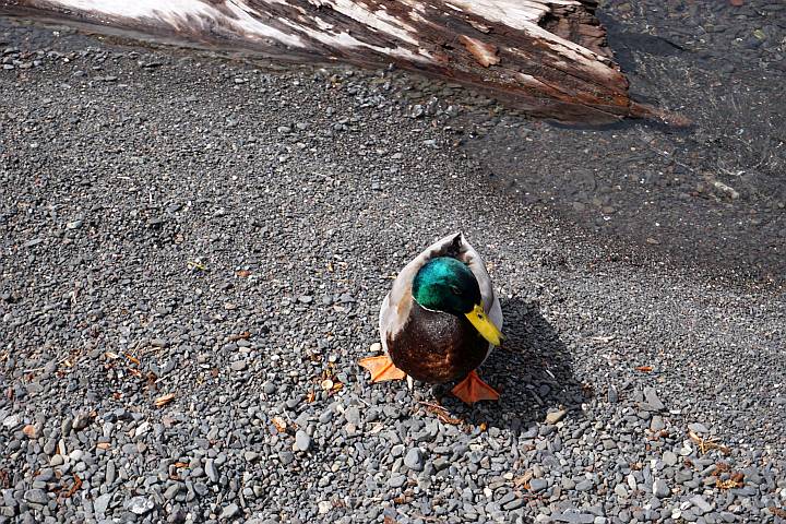 Male mallard duck