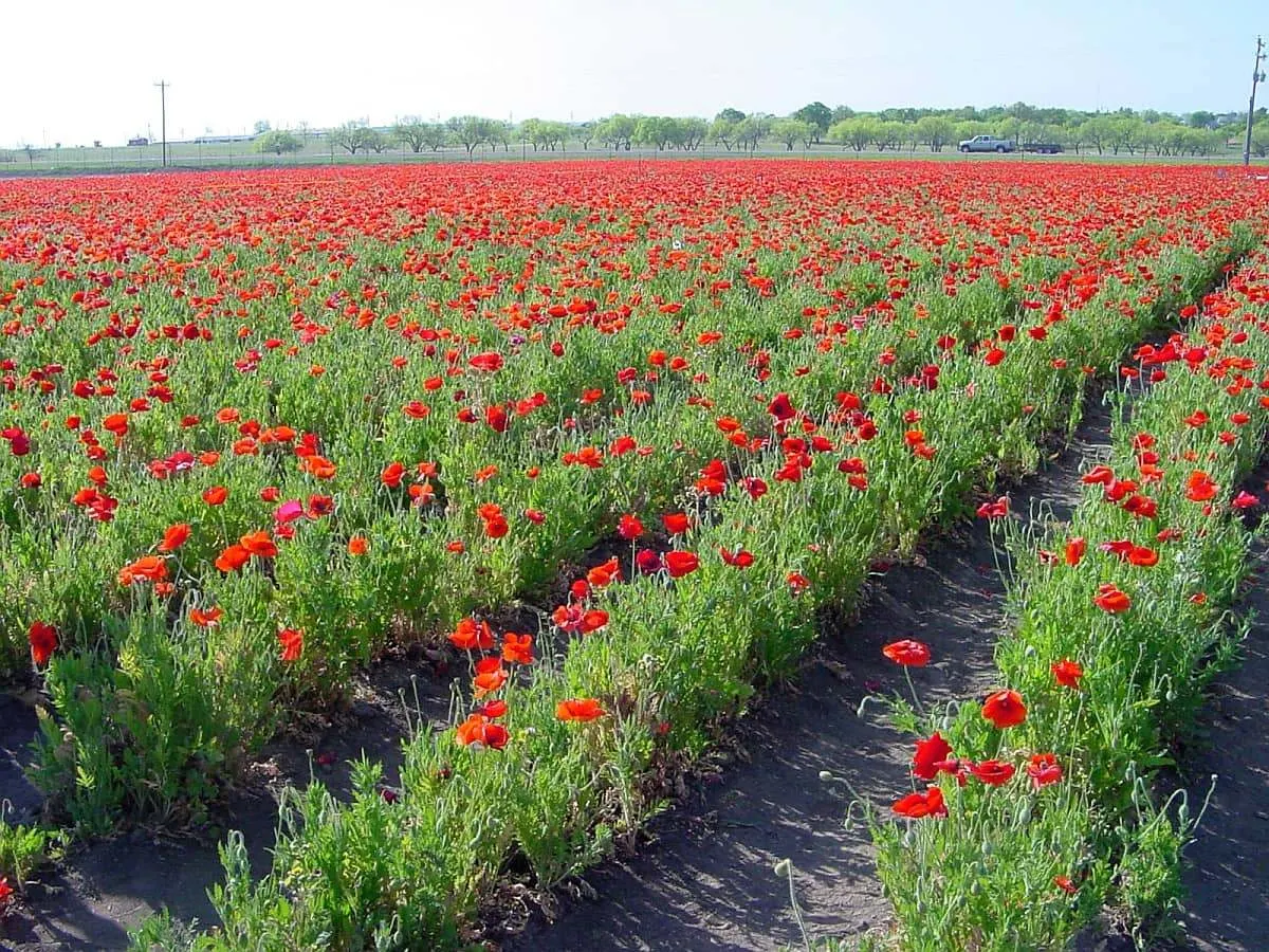 Rows of bright red flower blooms in Fredericksburg Texas