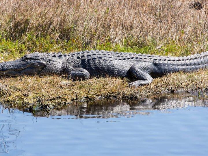 American alligator resting on grass beside lake on a sunny day.