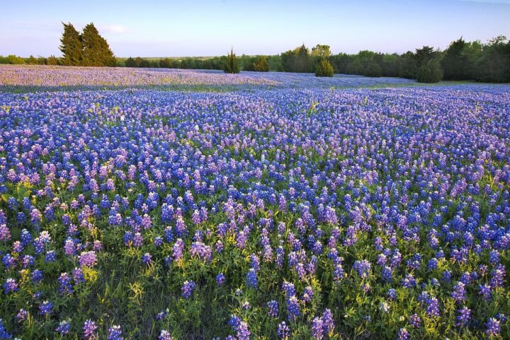 Bluebonnet field Ennis Texas.