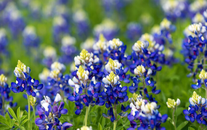 Bluebonnets in Texas.