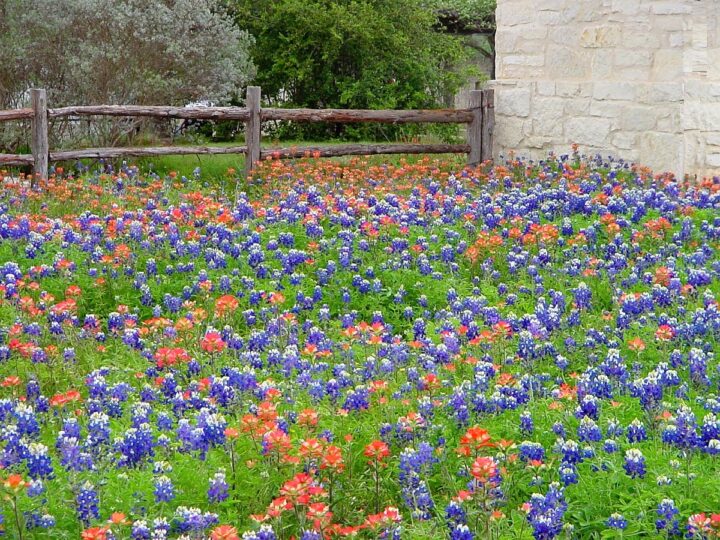 Texas bluebonnets and Indian Paintbrush flowers.