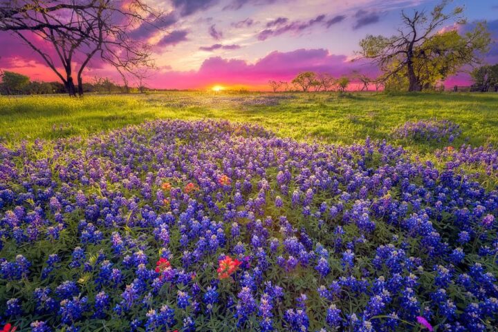 Sunset at Texas bluebonnet field near Fredericksburg.