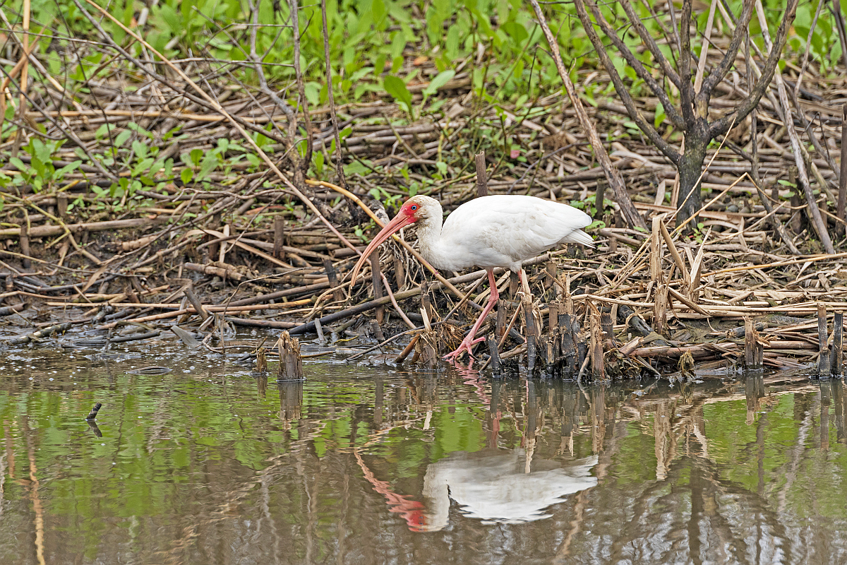 White ibis at Anahuac National Wildlife Refuge - day trip from Galveston.