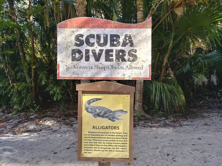 Alexander Springs signage for SCUBA divers and info about alligators in the forest.