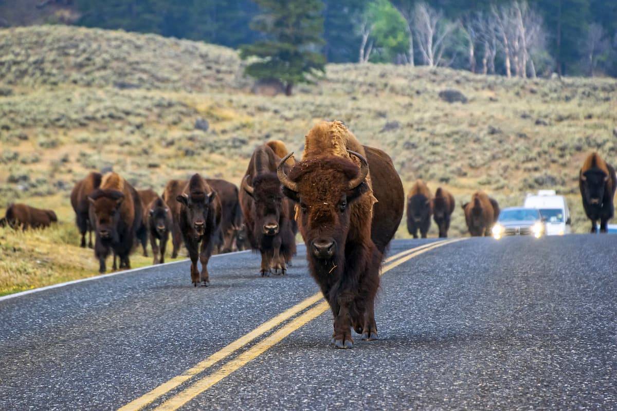 Bison on the road at Yellowstone.