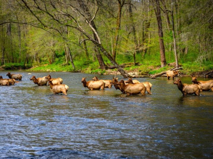 Elk crossing Oconaluftee River.