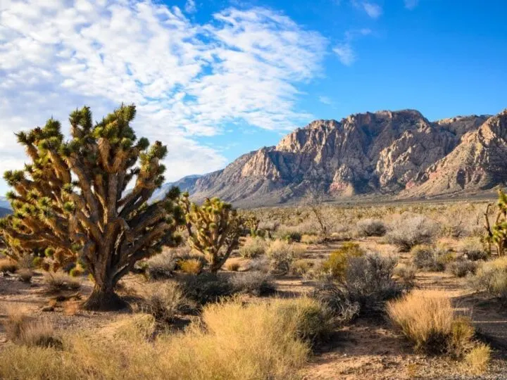 Spring Mountain Ranch State Park Nevada.