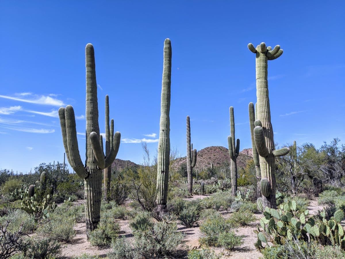 Saguaro National Park West giant saguaro cacti.