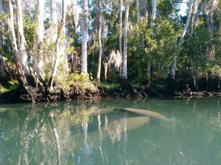 Manatees in Florida natural warm water spring.