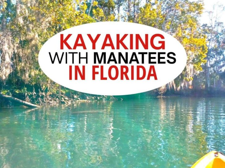 Kayaking with manatees in Florida.
