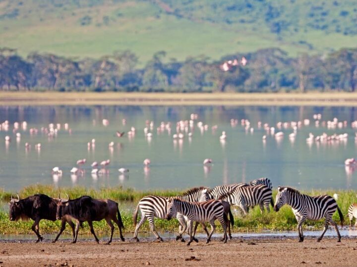 Wildlife at Ngoroongoro Crater Tanzania.