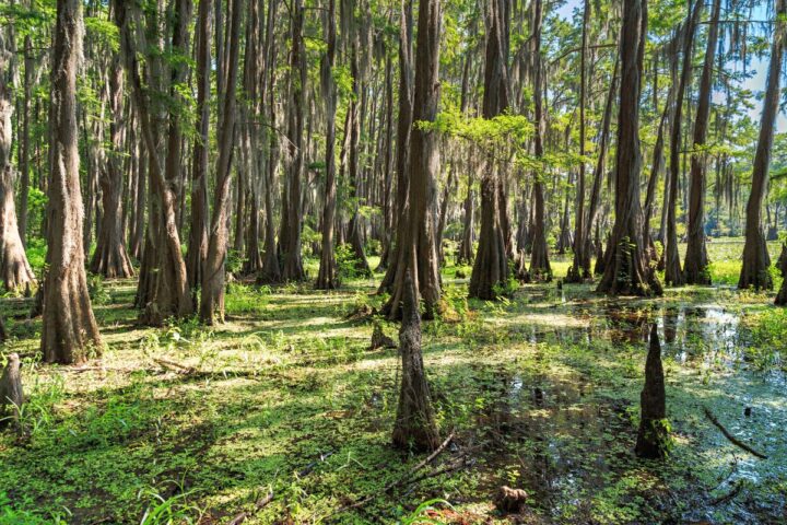 Caddo Lake Texas cypress trees growing in and near the water.