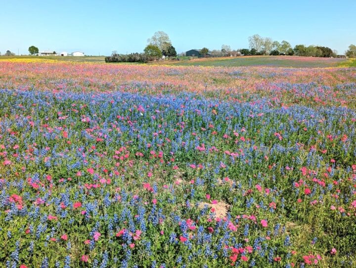 Colorful wildflower field with bluebonnets in the small town of Industry Texas on a sunny day.