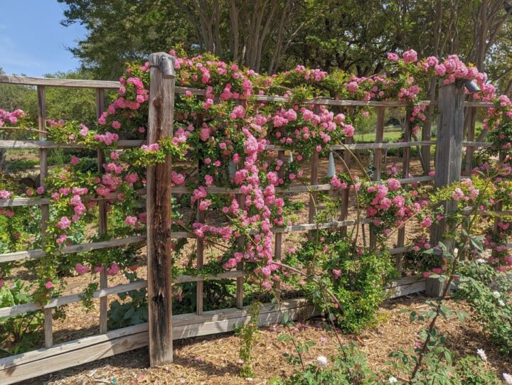 Pink flowers on wooden fence lattice at San Antonio Botanical Garden in spring.