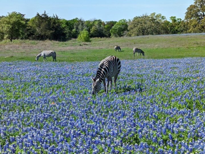 Zebras grazing in bluebonnet field in Texas.