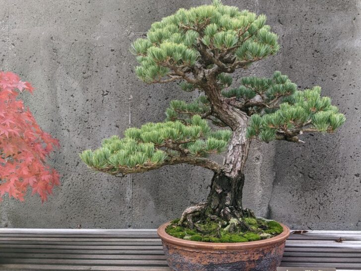 Japanese White Pine Bonsai at North Carolina Arboretum in Asheville NC.