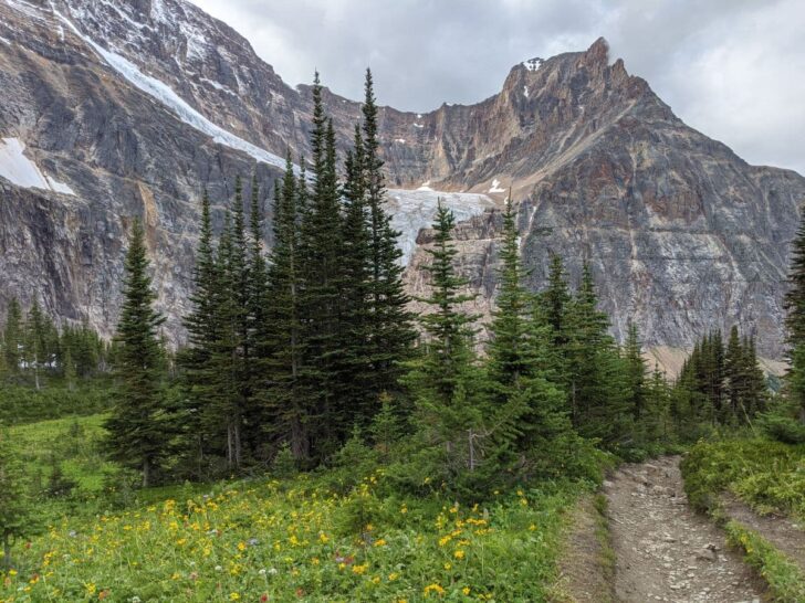Edith Cavell Meadows trail in spring with yellow wildflowers blooming in Jasper National Park.