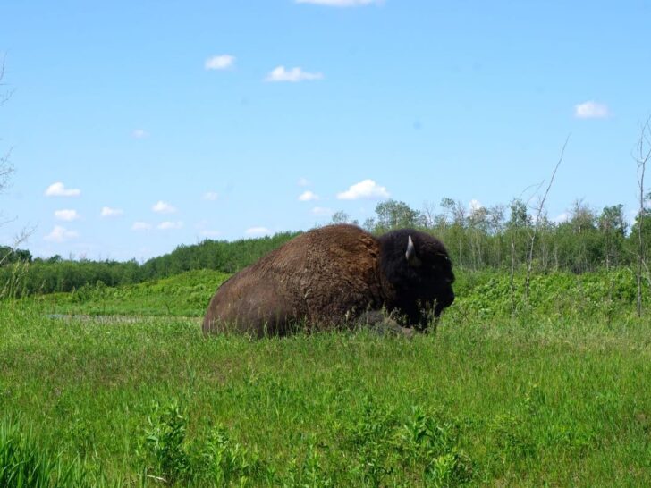 Bison resting in a green pasture on a sunny summer day at Elk Island National Park Alberta.