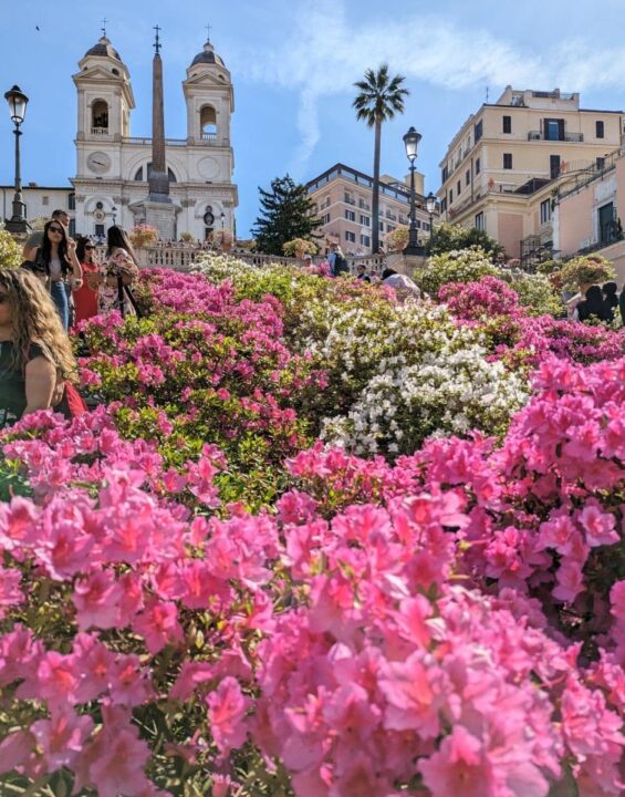 Spanish Steps pink azaleas Rome.