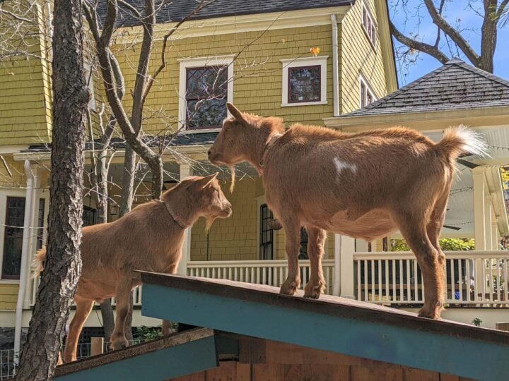 Goats on a shed roof in Asheville NC.