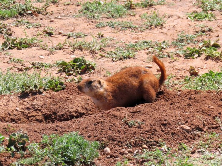 Prairie dog digging a hole at Caprock Canyons State Park TX.