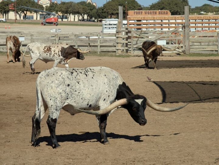 Longhorn steers at the Fort Worth Stockyards.