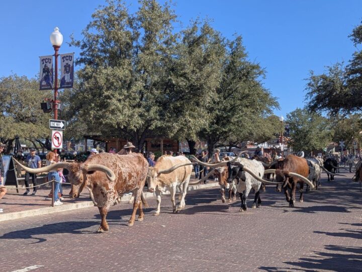 Longhorns walking down Exchange Ave during Fort Worth cattle drive on a sunny day.