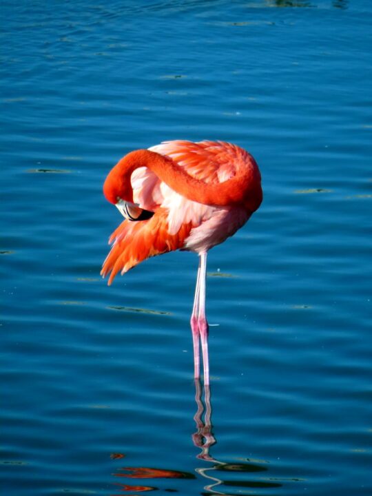 American flamingo standing in the water and preening at the birding center in Port Aransas.