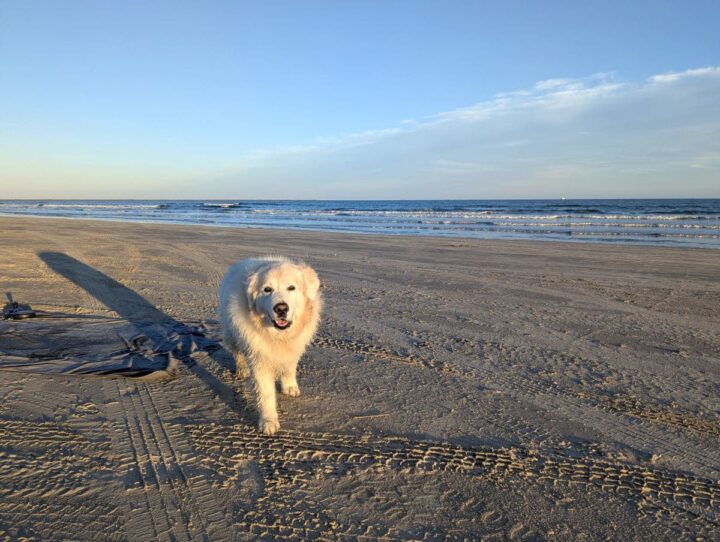 Big fluffy dog on the beach in Port Aransas walking towards the viewer.