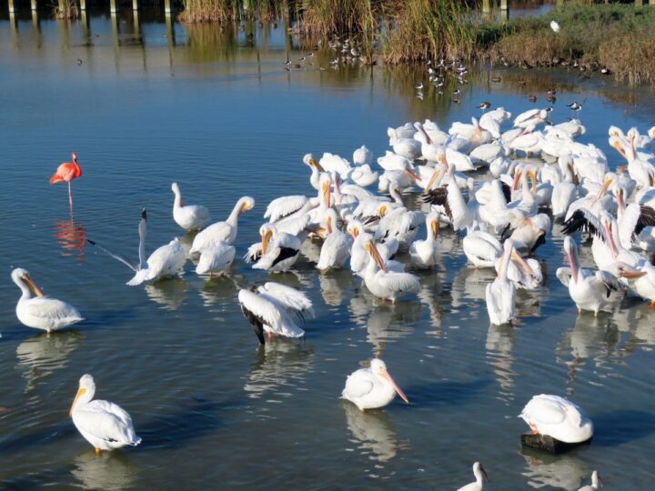 Lone American flamingo with a flock of American white pelicans at the birding center in Port Aransas.