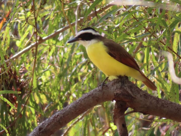 Great Kiskadee bird at Paradise Pond in Port Aransas.