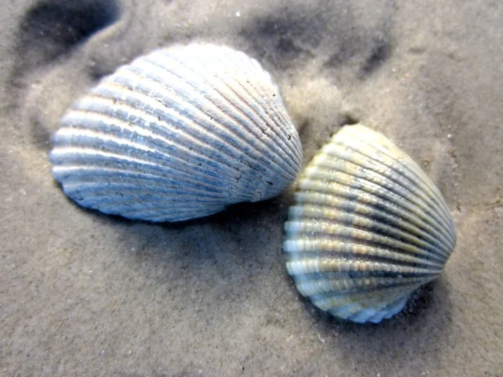 Two seashells on the beach in Port Aransas Texas.