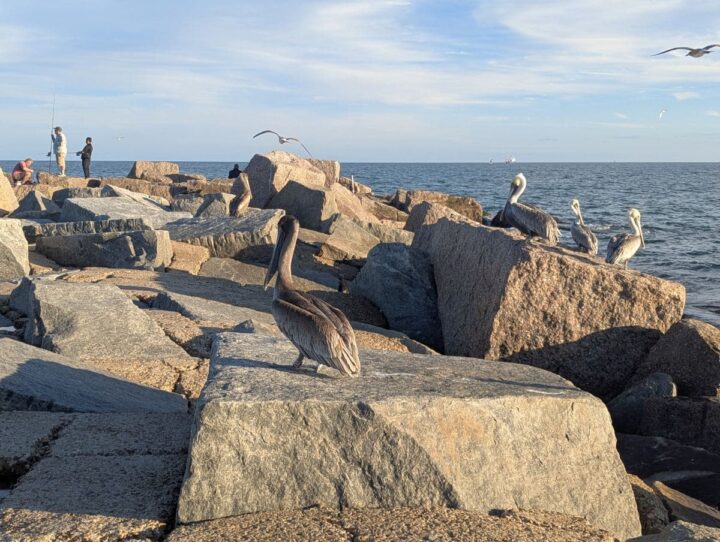 South Jetty Port Aransas fisherman and brown pelicans.