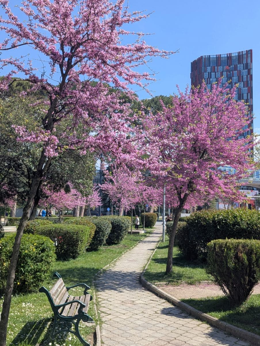 Vibrant pink blossoms on trees line a stone pathway in a green park in Tirana during April, with a modern skyscraper rising in the background.